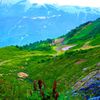 Кавказская Швейцария: тропа Альпийские луга ;