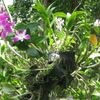 Орхидеи и бонсаи